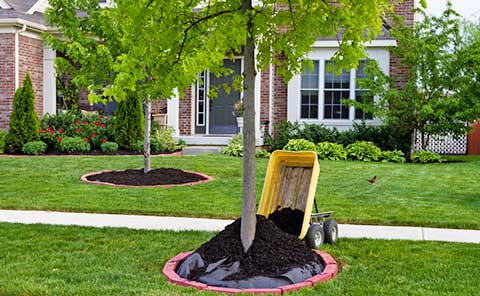 Enhancing Curb Appeal: Using Mulch to Transform Your Central Ohio Landscape